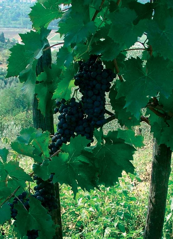 Grapes