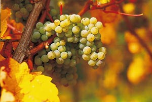 Riesling Grapes