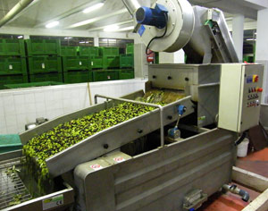 umbria-olive-oil-manufacture