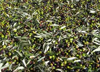 umbria-olives
