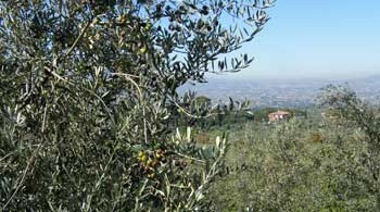 umbria-olives_3