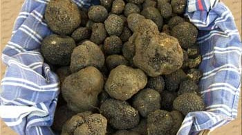 umbria-truffles_4